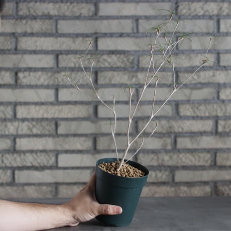 Euphorbia hedyotoides (4号)  no.719/139
