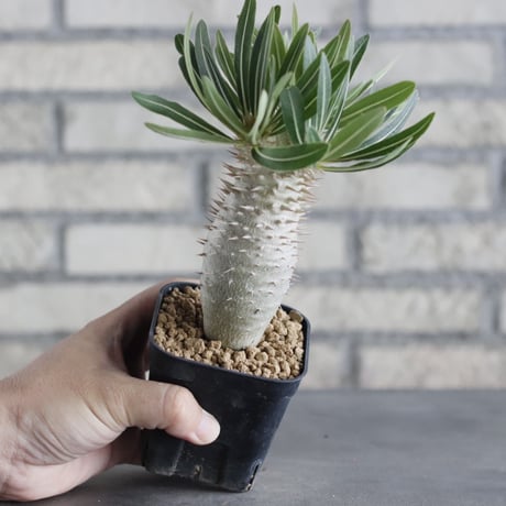 Pachypodium Inopinatum (3号鉢)  no.705/121