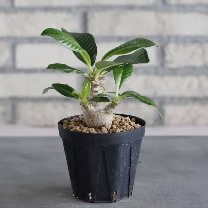 Pachypodium windsorii (3号鉢) no.705/111 | 芽の巣山