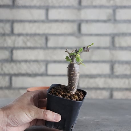 Bursera copallifera (2.5号) ＋YAMABACHI  no.830/37