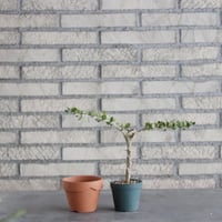 Alluaudia comosa (2.5号) ＋YAMABACHI  no.830/6