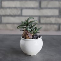 Aloe Castilloniae × N/OH (3号)  no.719/48