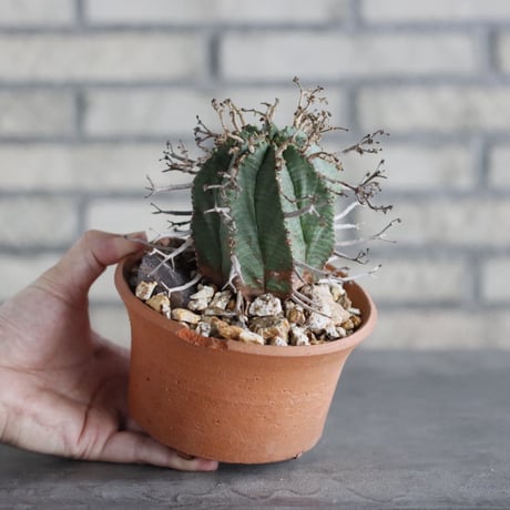 Euphorbia valida × N/OH(4.5号)  no.906/6