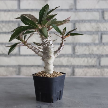 Pachypodium baronii (3号鉢)  no.705/106