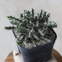 【tres】Euphorbia marsabitensis (3.5号)  no.816/32