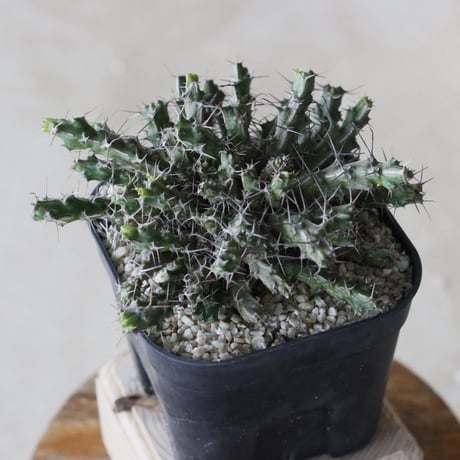 【tres】Euphorbia marsabitensis (3.5号)  no.816/32
