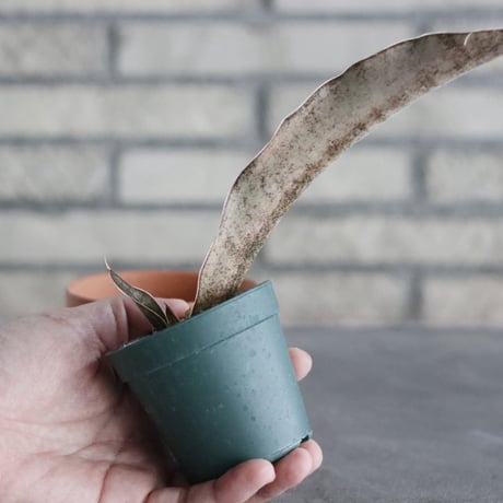 Sansevieria Kirkii var. pulchra (2.5号) ＋YAMABACHI  no.830/31