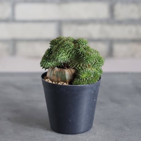 Euphorbia susannae f. crist. (3号鉢)  no.719/157