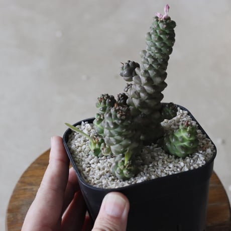 【tres】Euphorbia ritchiei (3.5号)  no.816/34