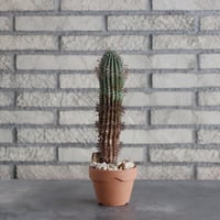 Euphorbia stellispina (秋星冠) × YAMABACHI (3号) no.712/7