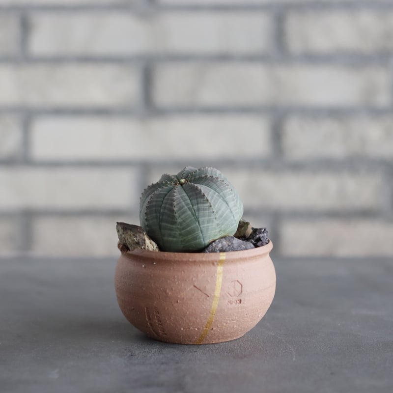 N/OH-TERRACOTTA MIX × Euphorbia obesa (3号) no.