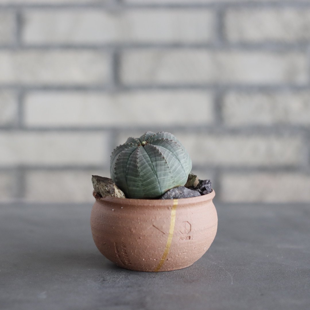 N/OH-TERRACOTTA MIX × Euphorbia obesa (3号) no.