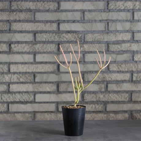 Euphorbia tirucalli 'Sticks on Fire' (3号)  no.719/141