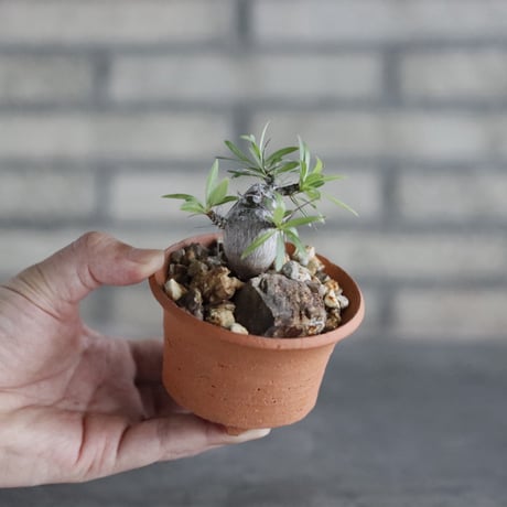 Fouquieria purpusii × N/OH(3号)  no.906/56