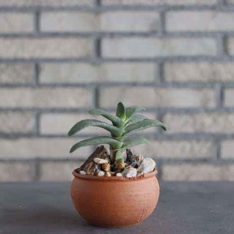 Gasteria rawlinsonii × N/OH(3.5号)  no.906/12
