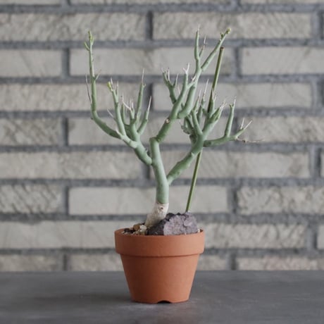 Euphorbia lignosa × YAMABACHI (3号)  no.906/24