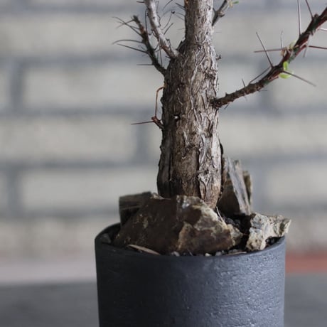Fouquieria purpusii × N/OH (3.5号)  no.920/6