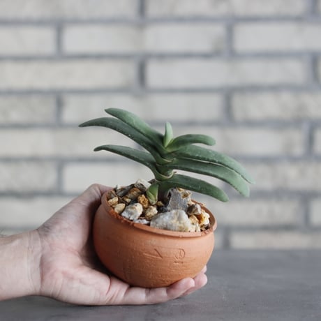 N/OH-TERRACOTTA MIX ×Gasteria rawlinsonii (3.5号)  no.730/10