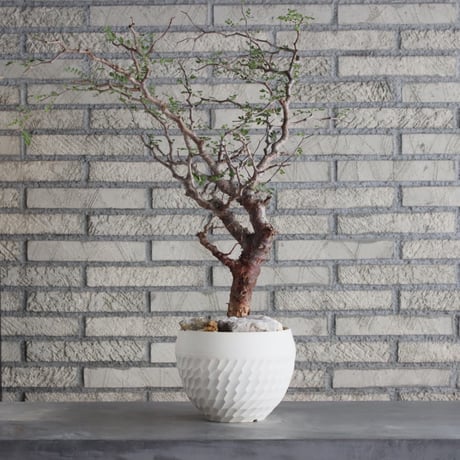Commiphora monstrosa × N/OH (6号鉢)  no.712/1