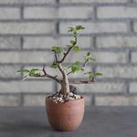 Bursera hindsiana × N/OH(2.5号)  no.906/11