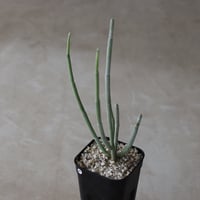 【tres】Cynanchum arabicum (3号)  no.816/49