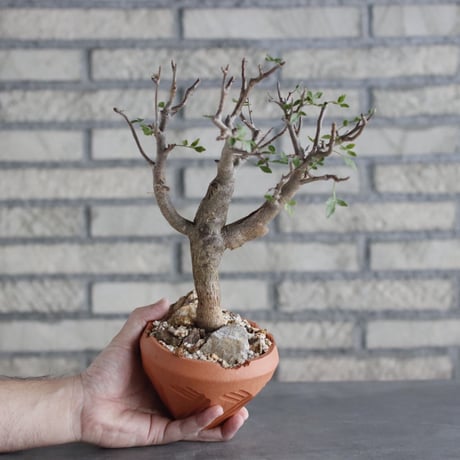 Bursera fagaroides × N/OH(4号)  no.906/4