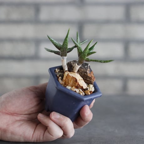 Aloe jucunda × nos pot (2.5号)   no.927/84