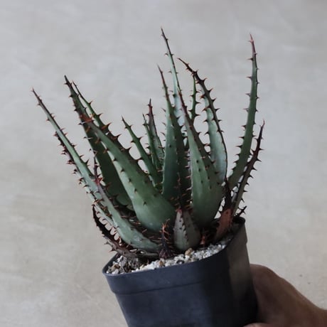 【tres】Aloe broomii var. broomii (3.5号)  no.816/2