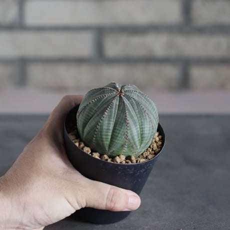 Euphorbia obesa (3号鉢)  no.719/159