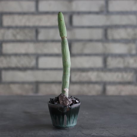 【芽の巣山】Monadenium ellenbeckii × 安西岳郎 / 中川智治 (2.5号)  no.823/20