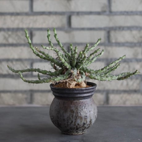 【The One】Euphorbia actinoclada × 中川智治 / ASHFIELD LABORATORY (3.5号)  no.823/7