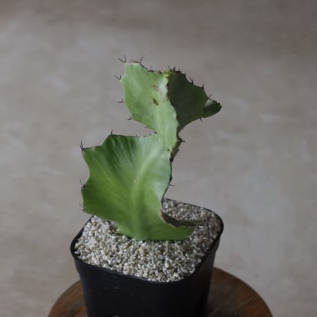 【tres】Euphorbia bougheyi (3.5号)  no.816/44