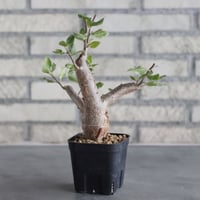 Bursera schlectendalii (3号鉢)  no.705/98