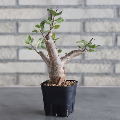 Bursera schlectendalii (3号鉢)  no.705/98
