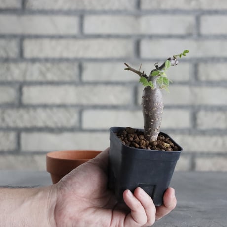 Bursera copallifera (2.5号) ＋YAMABACHI  no.830/37