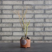 N/OH-TERRACOTTA MIX × Euphorbia tirucalli 'Sticks on Fire (3号)  no.730/15