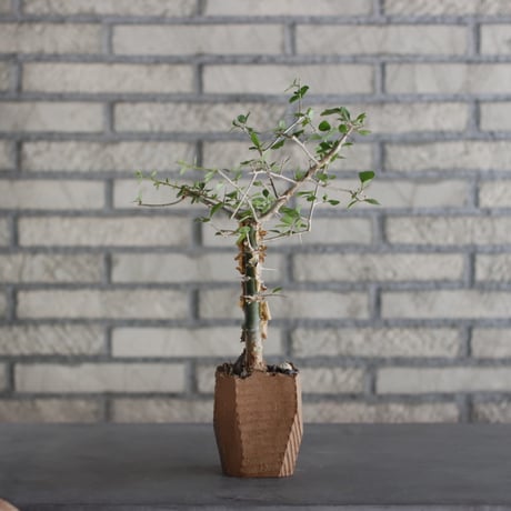 N/OH-TERRACOTTA MIX × Commiphora  simplicifolia (2.5号)  no.730/18