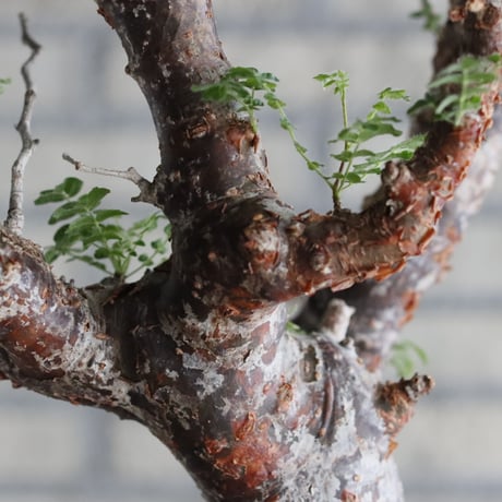 Commiphora monstrosa (5号鉢)  no.705/88