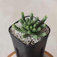 【tres】Euphorbia huttoniae (3号)  no.816/25