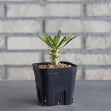 Pachypodium ambongense (3号鉢)  no.705/135