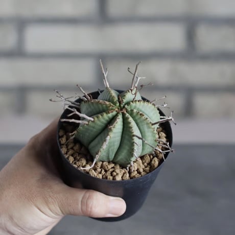 Euphorbia valida (雌) (3号鉢)  no.719/162