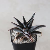 【tres】Aloe hyb (3号)  no.816/39