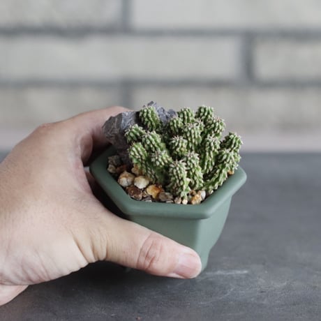 Euphorbia sepultap × nos pot (2号)  no.712/32