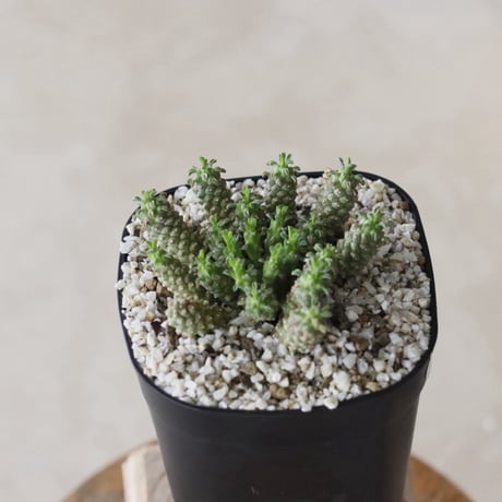【tres】Euphorbia clavarioides (3号)  no.816/21