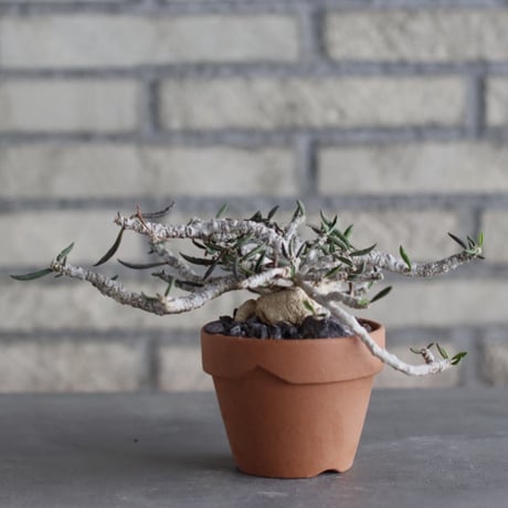 Euphorbia cylindrifolia × YAMABACHI (3号)  no.1004/121