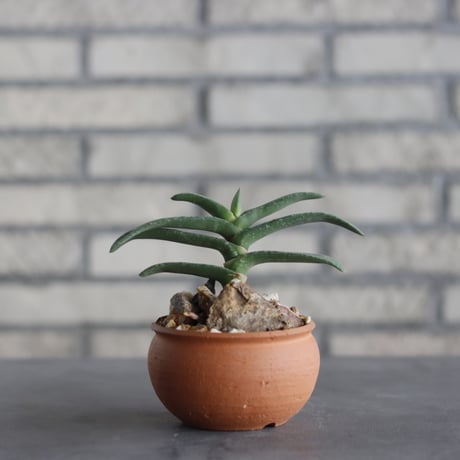 N/OH-TERRACOTTA MIX ×Gasteria rawlinsonii (3.5号)  no.730/10