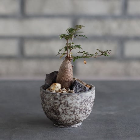 Operculicarya decaryi × takero pot (2.5号)  no.920/44