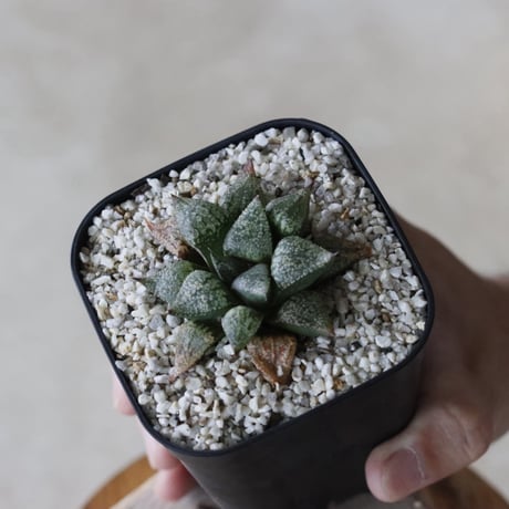 【tres】Haworthia picta (3号)  no.816/3