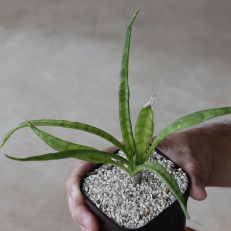 【tres】Sansevieria sp. (3号)  no.816/29