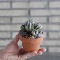 Euphorbia horrida × YAMABACHI (3号)  no.906/41